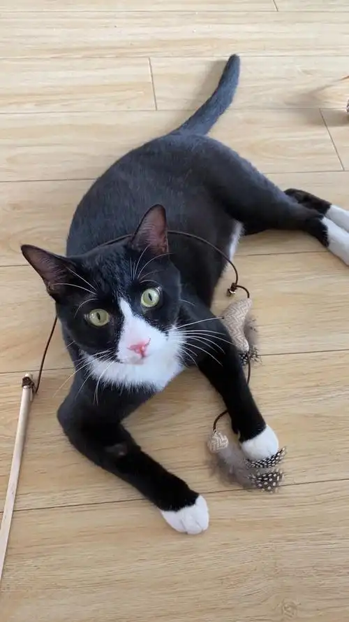 南昌亲人脾气巨好漂亮可爱奶牛猫领养