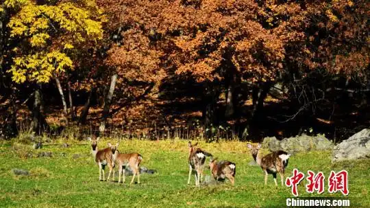 最大的半野生散养鹿场,放养着梅花鹿,马鹿,獐子,狍子等鹿科动物2000余