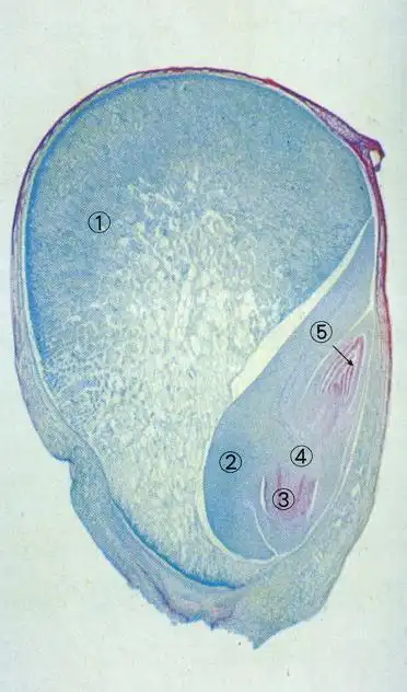 玉米种子纵切(100×)①胚乳 ②子叶 ③胚根 ④胚轴 ⑤胚芽