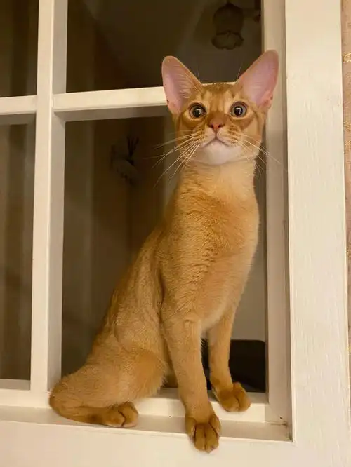阿比西尼亚猫