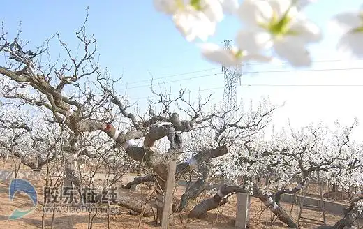 烟台有棵梨树王 树龄已有400多年(图)