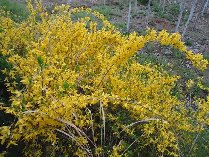 连翘基地在哪里?