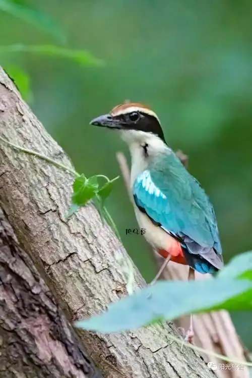 鸟类的照片录像),奖励新世纪出版社出版的《中国常见野鸟700种》一本