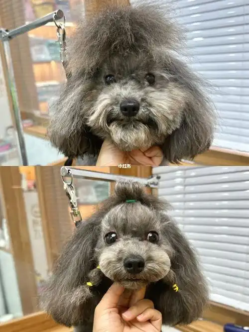 泰迪造型剪剪狗精神