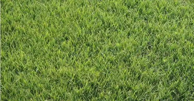 高羊茅-蓝标净籽