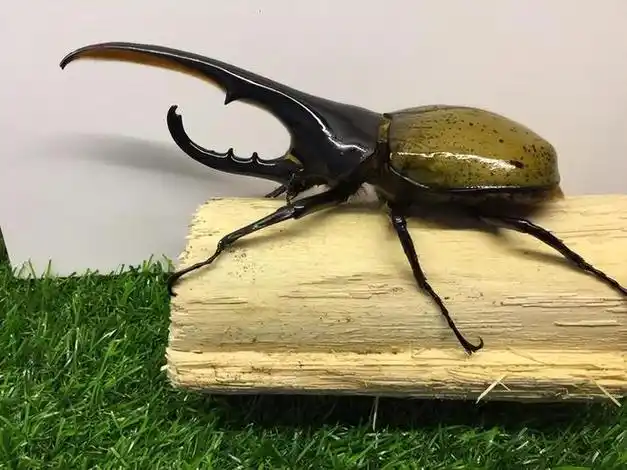 女子用婴儿车做掩护,携带15只巨型甲虫非法入境!