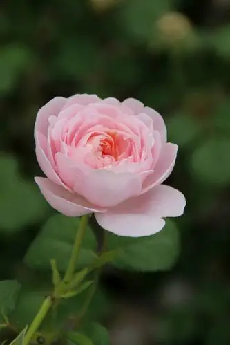 【首发】白粉色月季花②