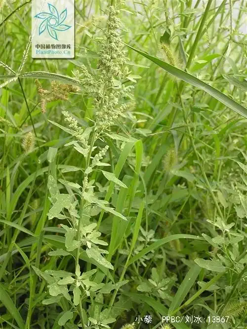 是 a href="#" data-lemmaid="2696956">藜科 /a> a>藜属 /a>一年生