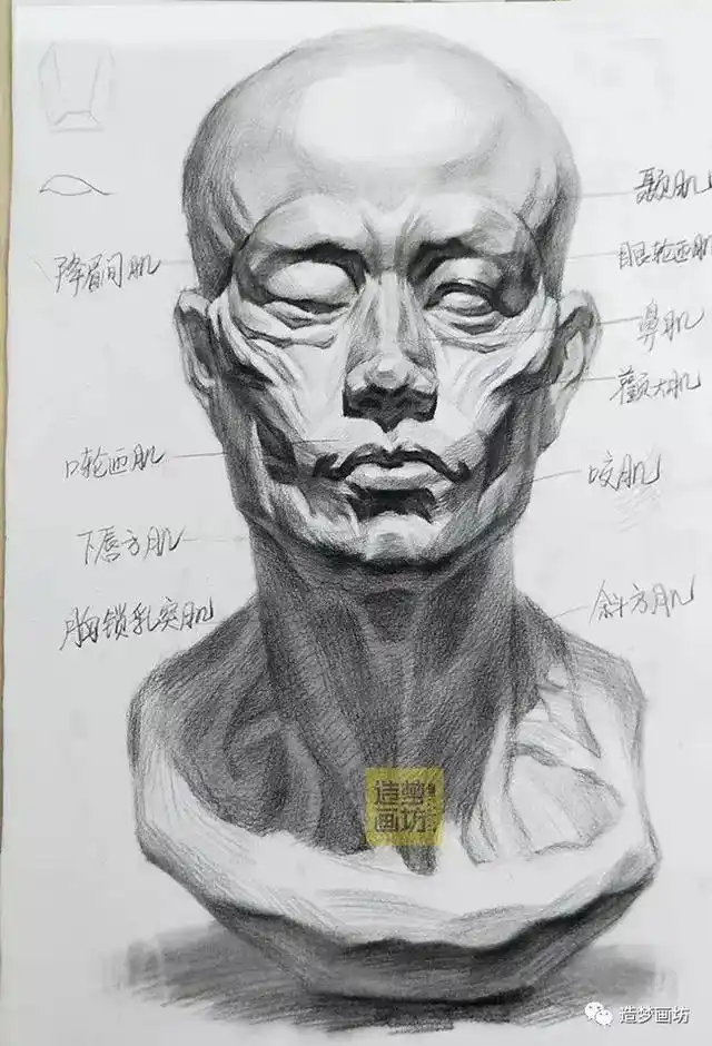 人体结构解剖图素描石膏肌肉头像画法和结构的理解