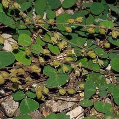 中草药铺地蝙蝠草 猪腰草 半边钱 蝴蝶叶 马蹄金