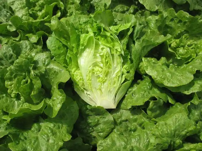 以本地菜心为例,17日批发价为8元/公斤,与