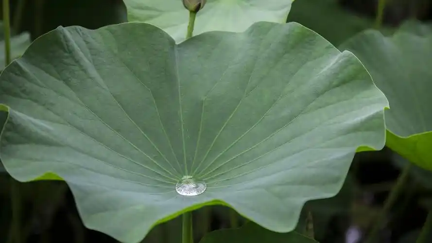 荷叶上的水珠露珠
