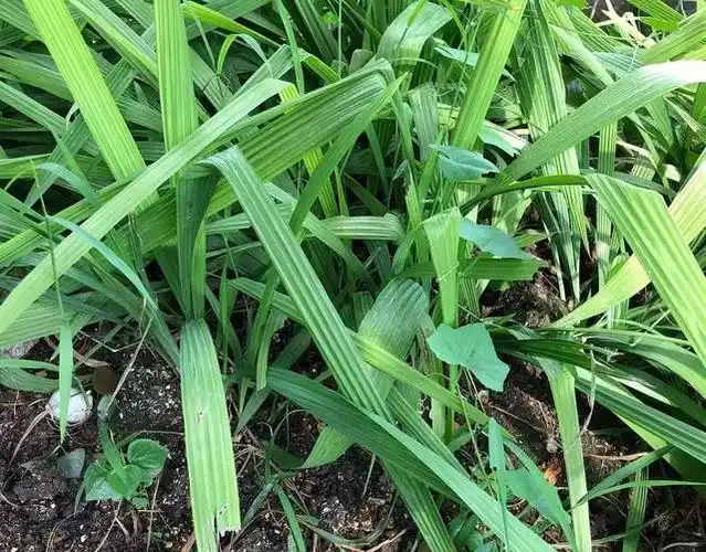 农村大山深处的这种参草一斤干货高达300元遇到是福气