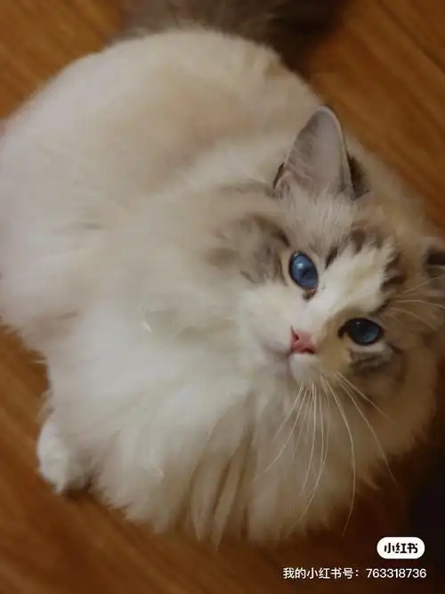 大体格布偶种公打包