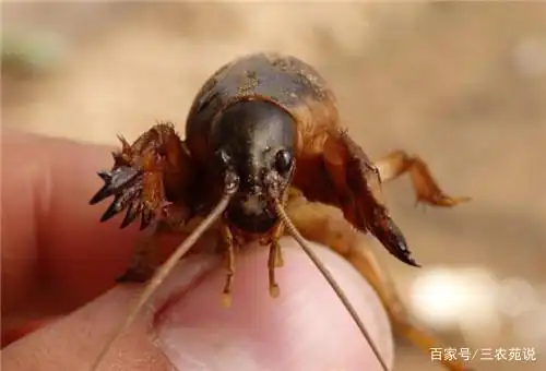 蝼蛄是什么东西?蝼蛄是害虫还是益虫?