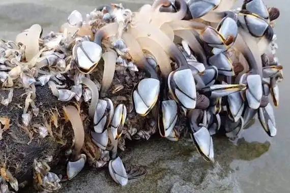 人的身体长藤壶图片 寄生那么强悍很多是死物