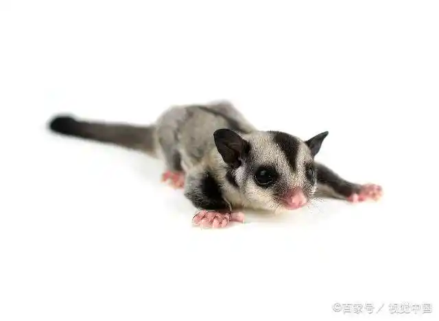 蜜袋鼯鼠怎么养,蜜袋鼯好养吗,蜜袋鼯一年繁殖几次?