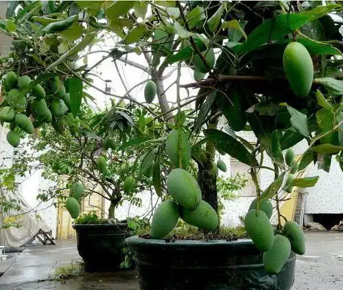 芒果|观叶|盆栽_新浪新闻