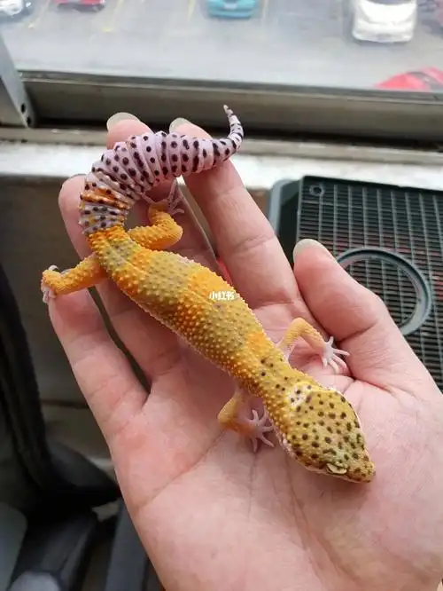 带点绿色的豹纹守宫