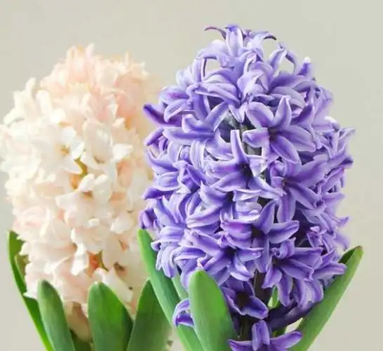 好看的风信子图集欣赏!