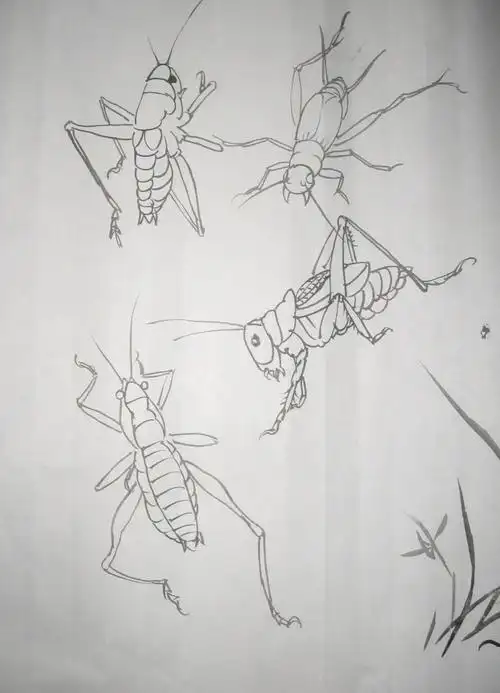 蝈蝈的画法简笔画
