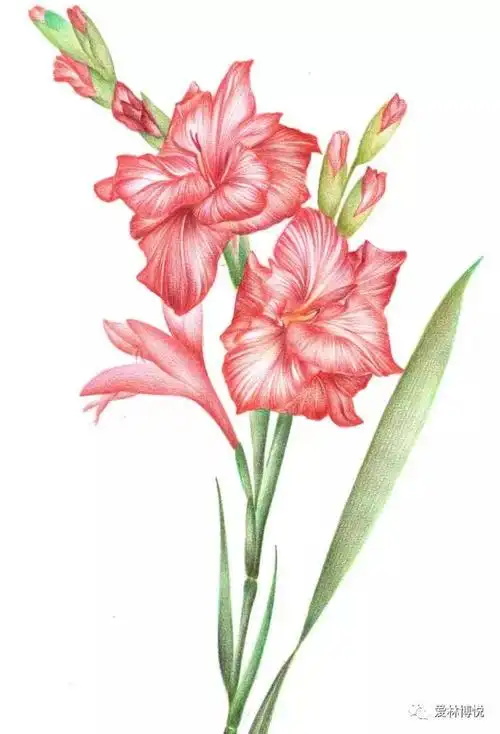gladiola (剑兰花)