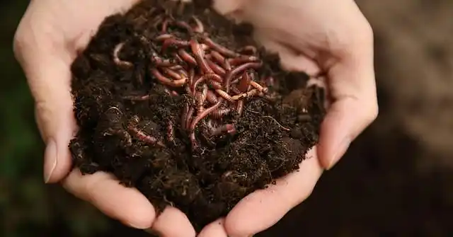 蚯蚓堆肥全攻略-城市阳台种菜省钱必备 -可持续生活技能get 4.