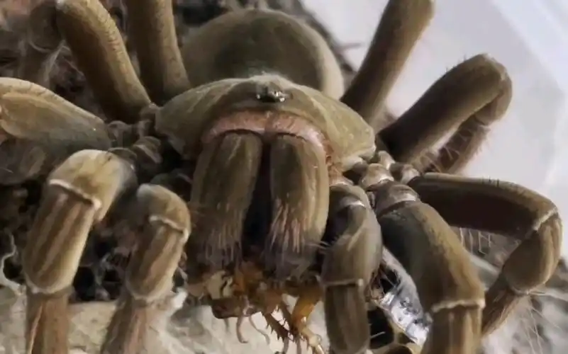 【亚马逊短毛捕鸟蛛】你相信光吗?爆汁杜比亚 光速扑食