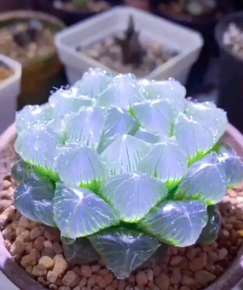 多肉十二卷蓝镜玉露