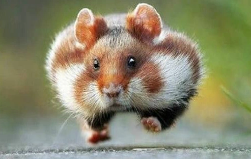 搞笑动物趣图,看到最后,瞬间不想养二哈,成精_新浪看点