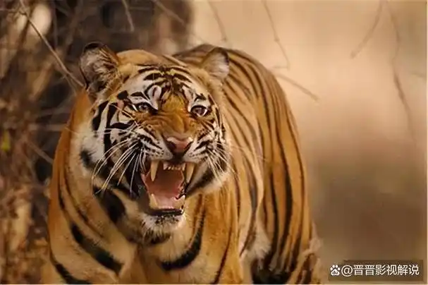 老虎吃人后为何一定要击毙?并非杀人偿命,而是有不堪