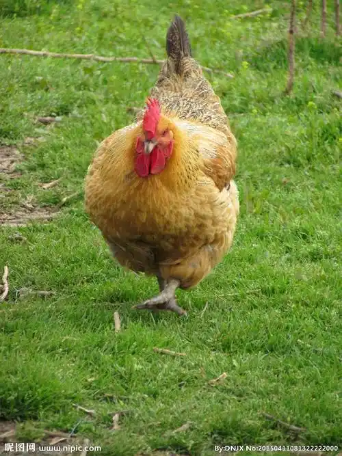 母鸡图片 母鸡图片可爱