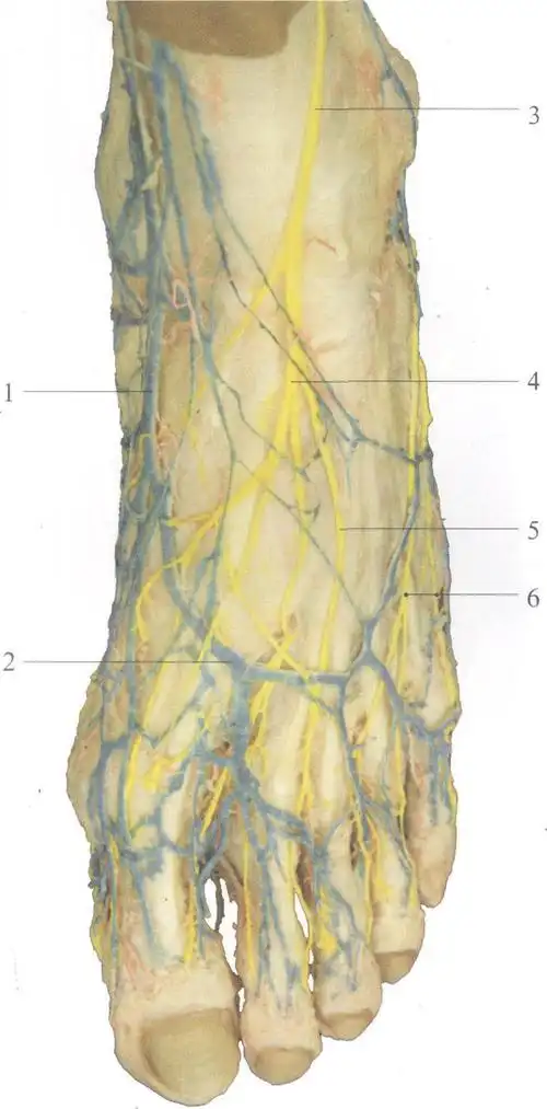 2足背静脉弓dorsalvenousarchoffoot3腓浅神经superficialperonealn.