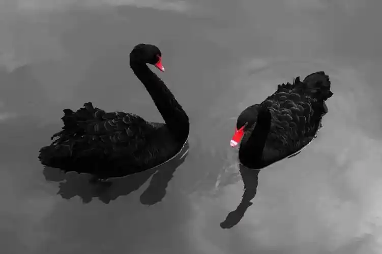 百思特咨询反脆弱系列六灰犀牛与黑天鹅回顾2019再谈危机管理