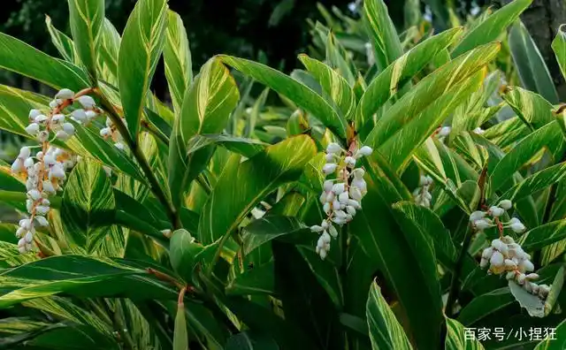 花叶艳山姜开花了,一串串往下垂