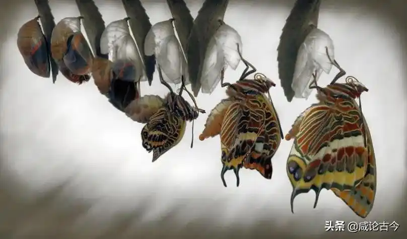 约十天后,蚕蛹羽化成蚕蛾,破茧而出.