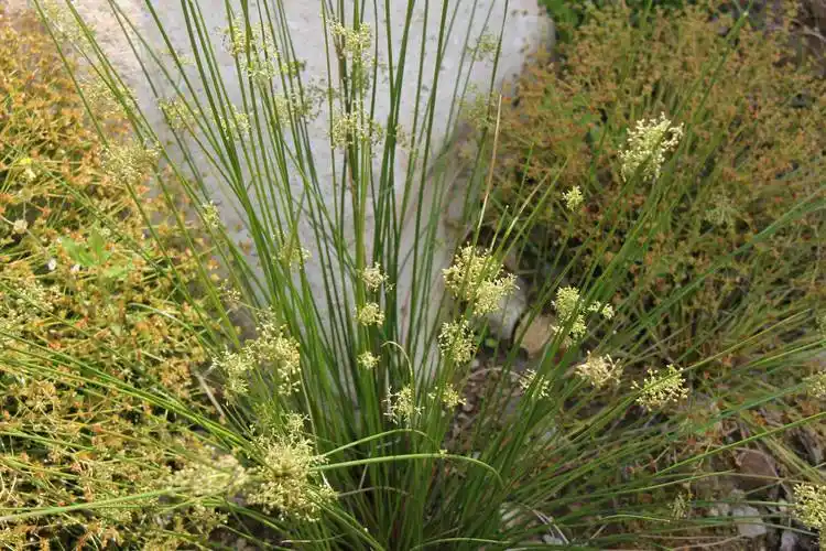 p data-id="t9y2cv40cgmd">大花灯心草是多年生草本植物. /p>