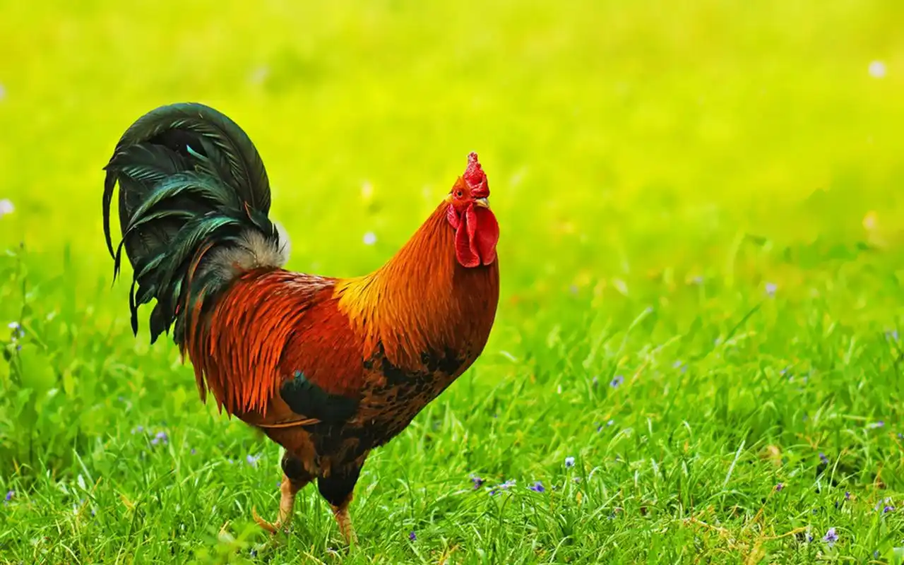 英勇顽强的公鸡桌面壁纸下载(一)