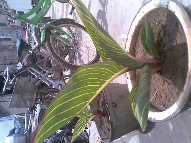 请问图片上的是什么东西?