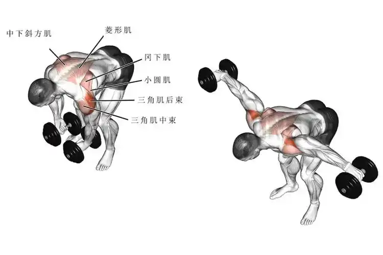 耀61健身想要练出饱满的三角肌后束训练你不可忽视