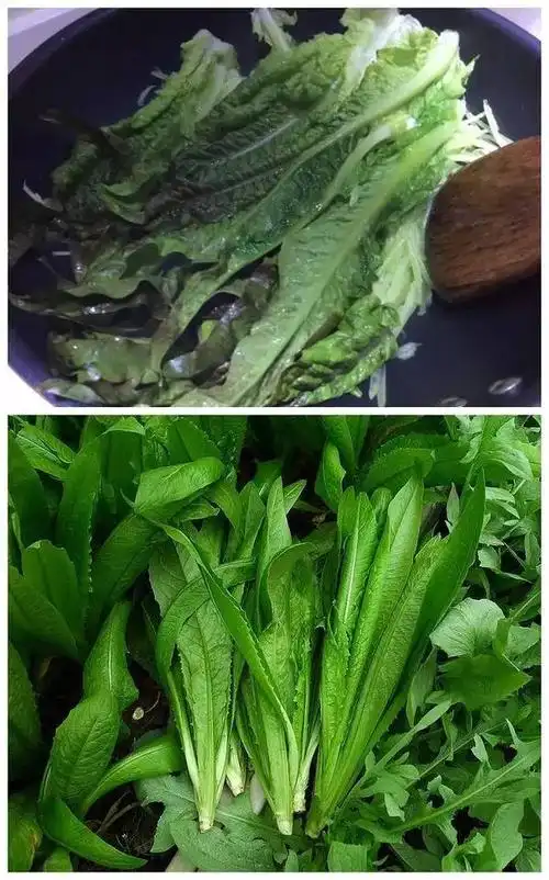 你分得清莴笋叶和油麦菜吗