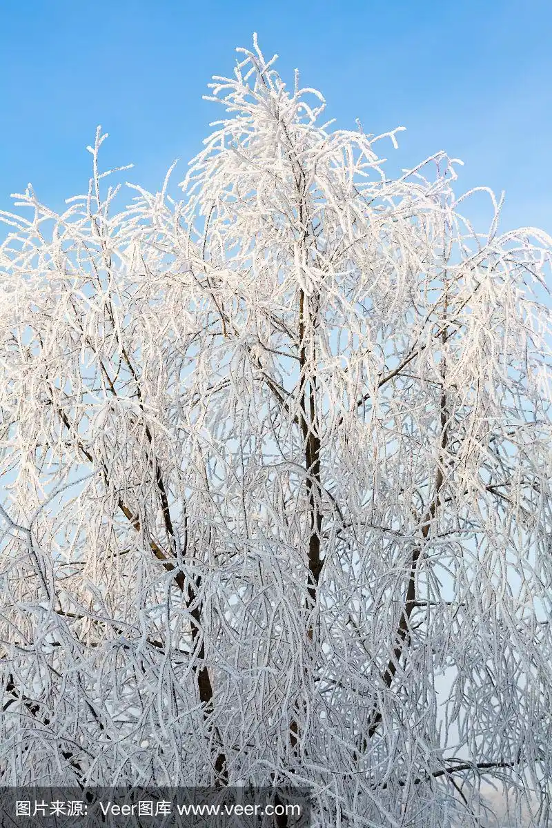 冬天的景观是结霜的树木,白雪皑皑的城市公园.树被雪覆盖着.