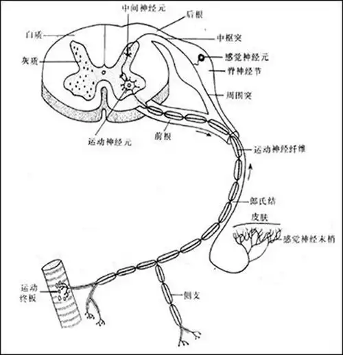 健康科普肌电图检查让神经会说话