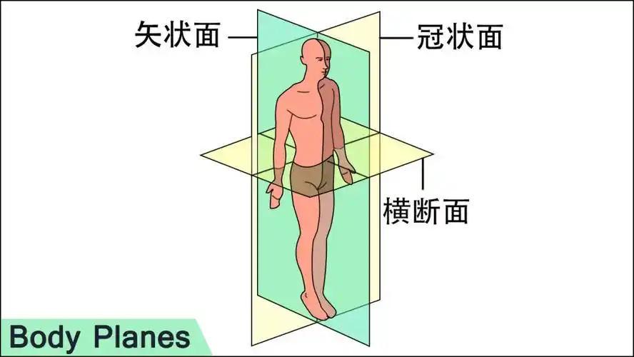 灵活性而在这个空间中也可以说是构成了一个立体的空间冠状面,矢状面