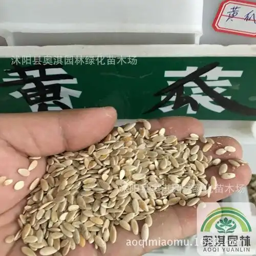 蔬菜瓜果种 荷兰黄瓜 日本小黄瓜 春秋黄瓜 翠玉白黄瓜 黄瓜种子
