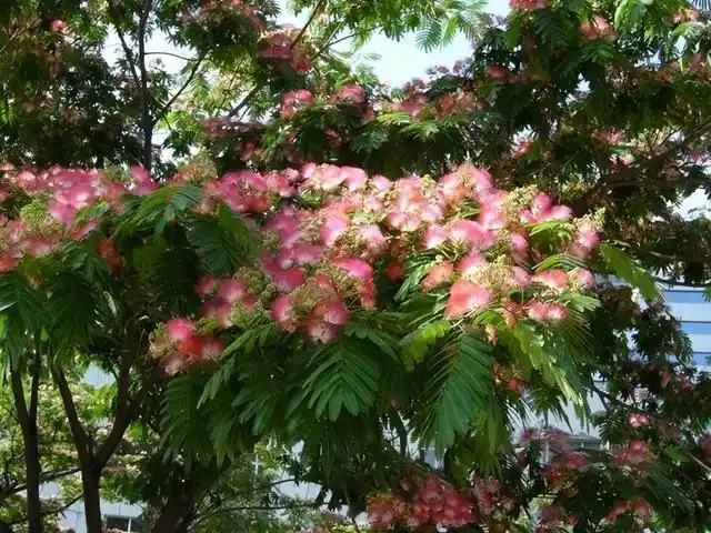 合欢树为什么叫鬼树?不要再被传说迷惑了,其实好看实用又好养活