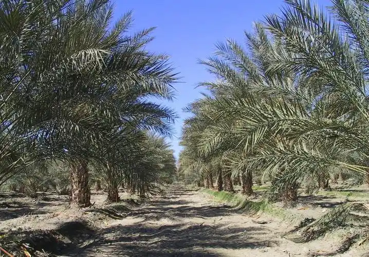 椰枣的产地在哪里,新疆椰枣和迪拜椰枣的区别