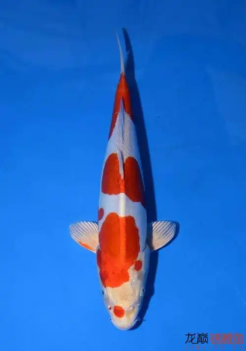 德系锦鲤,说说这是什么品种