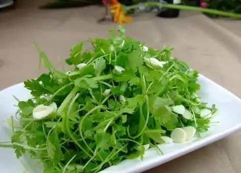 三叶香是什么菜-植物说