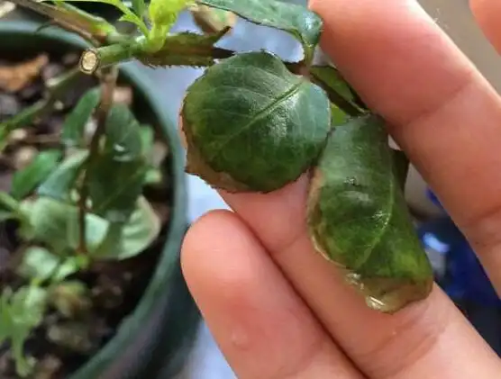 月季花焦叶的原因分析